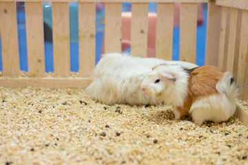Close up of portrait cute red guinea pig