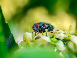 insectos en el bosque