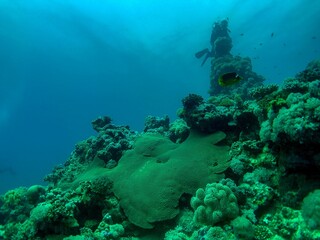 diver and reef