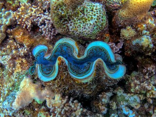 sea clam in the coral reef
