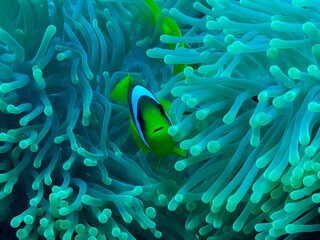 Naklejka na ściany i meble closeup of clownfish in the sea anemone
