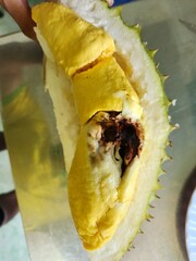 Symptom of aril tip burn in ripe durian because of deficiency nutrient.