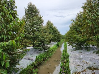 Durian field, durian farm before stimulate blooming