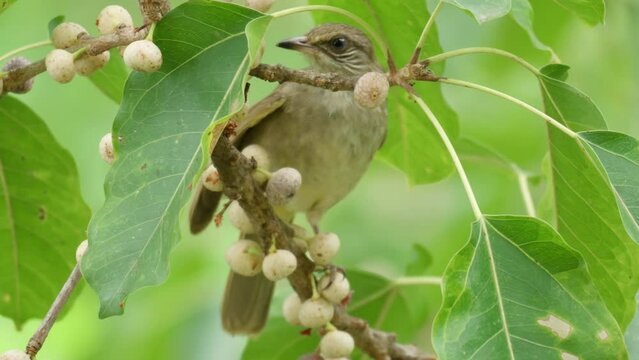 Bird Streak-eared Bulbul (Pycnonotus Conradi) Eats Fruits On Deciduous Fig Tree - Closeup