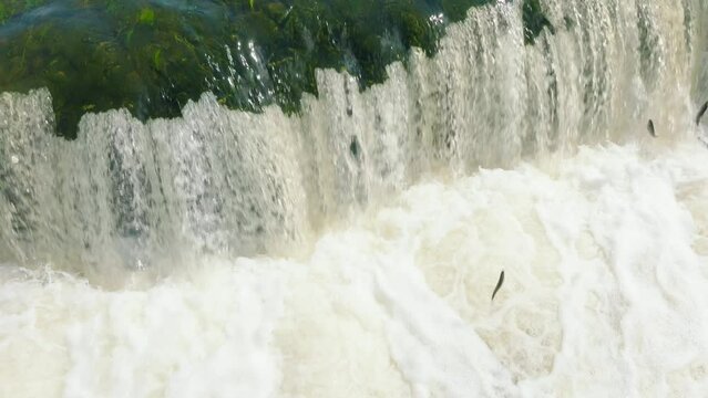 Aerial establishing view of Vimba fish (Vimba Vimba) jumping over the widest waterfall in Europe, Venta river waterfall (Ventas rumba), Kuldiga, sunny spring day, medium closeup slow motion drone shot