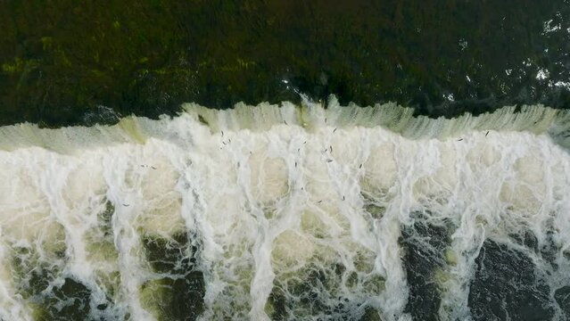 Aerial birdseye view of Vimba fish (Vimba Vimba) jumping over the widest waterfall in Europe, Venta river waterfall (Ventas rumba), Kuldiga, sunny spring day, slow motion descending drone shot