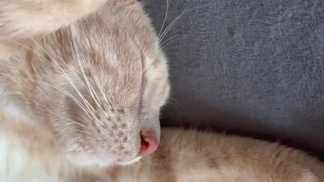 tan kitten sleeping in funny position