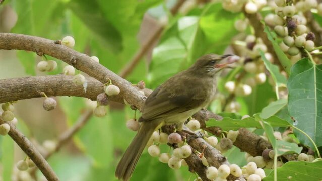 Streak Eared Bulbul Eating Sea Fig Fruits on Tree Branch, Holding Syconus In Beak, Bite and Swollows  - Close up Slow Motion