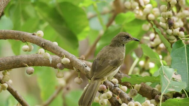 Streak-eared Bulbul (Pycnonotus conradi) Eating Fruits Perched On Ficus Superba Tree - Closeup