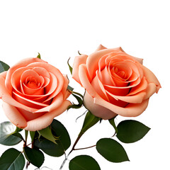 bouquet of pink roses png