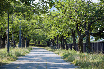 Fototapeta na wymiar 毛馬桜之宮公園の風景