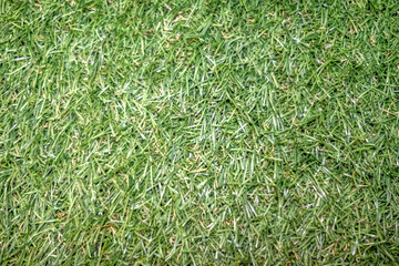 Green Grass Texture