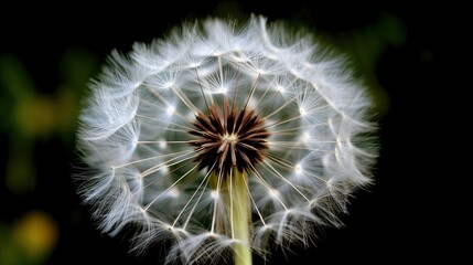 close-up of a dandelion puffball ready to disperse seeds, detailed and realistic, generative ai