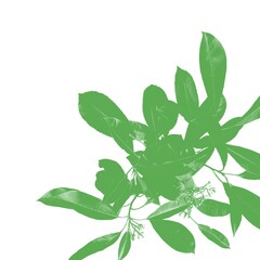 leaves isolated on white