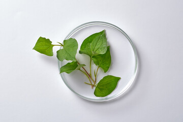 Top view, flat lay of fresh fish mint (Houttuynia cordata) leaves on petri dish on a white...
