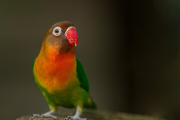 Fototapeta na wymiar Cute Lovebird Parrot, animal closeup 