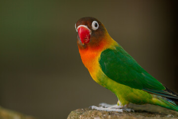 Fototapeta na wymiar Cute Lovebird Parrot, animal closeup 