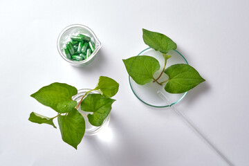 On a light background, fish mint leaves and capsules decorated with lab glassware. Scene for advertising product. Fish mint is a cool vegetable, helping to clear heat, detoxify and increase resistance