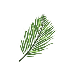 MONSTERA PLANTS ILLUSTRATION