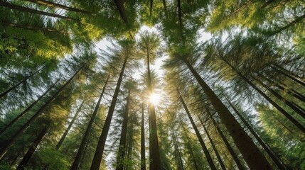 Fototapeta na wymiar トウヒの木の緑の森、見上げる。木々を通して輝く太陽光線、自然の背景GenerativeAI
