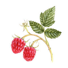 watercolor drawing red strawberries, berries with green leaf isolated at white background, hand drawn illustration