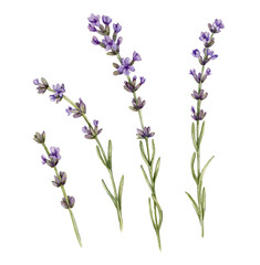Obraz premium watercolor drawing lavender plants with flowers and green leaves isolated at white background, hand drawn illustration