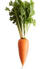 carrot isolated on white png