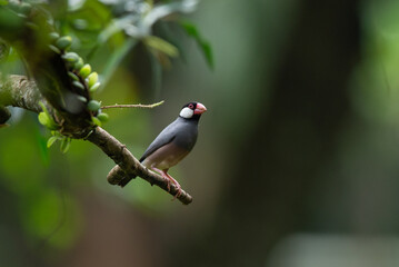 an endangered java sparrow lonchura oryzivora perching on a curved branch, natural bokeh background