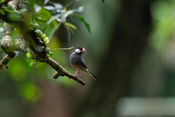 an endangered java sparrow lonchura oryzivora perching on a curved branch, natural bokeh background