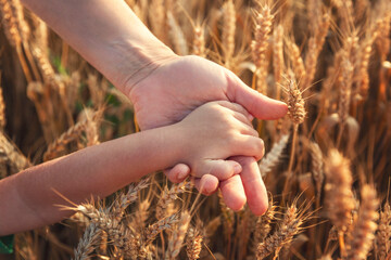 Children's and adult hands on the background of a wheat field at sunset. Traditional cultivation of...