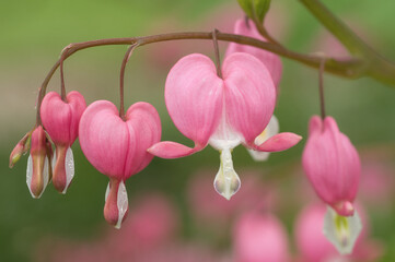 pattern of pink flower after the rain