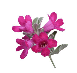 Close up pink-purple Leucophyllum frutescens or  Ash bush or Ash plant or Barometer bush or Purple sage or Sensia or Texas ranger or White sage flowers bouquet isolated on transparent background.