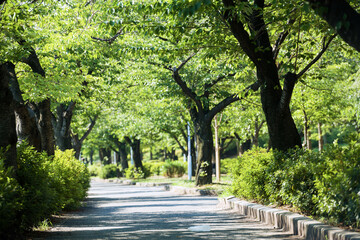 毛馬桜之宮公園の風景