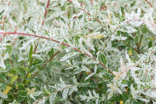 salix integra thunberg prettier than a flower. Salix integra, Hakuro-Nishiki, 