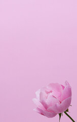 pink rose on pink background