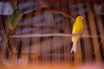 Yellow canary in a cage, selective focus, shallow DOF.