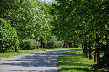 Fototapeta na wymiar Asphalt road between trees in summer