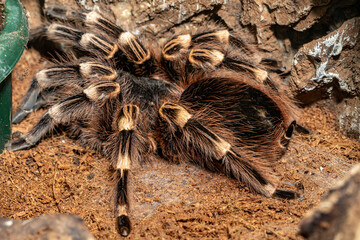 The white-haired bird-eater. Acanthoscurria geniculata. Close-up.