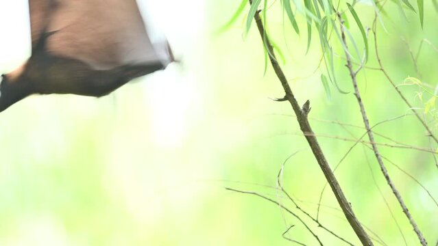 Megachiroptera  the Fruit bat going to Fly from Tree