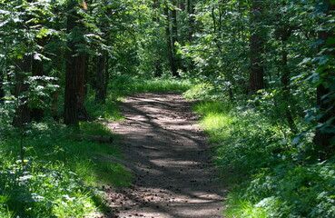 Fototapeta premium Forest path on a sunny June morning. Moscow region Russia