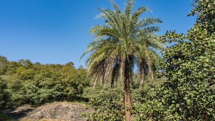 Fototapeta na wymiar Indian jungle landscape in summer. Impenetrable thickets of bushes, deciduous and a beautiful spreading palm tree against the blue sky. Ranthambore National Park.