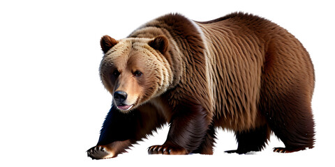 Fototapeta premium brown bear isolated on white png
