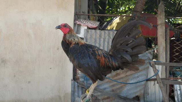 Big and Beautiful Rooster Sitting on a Pole Looking Around in a Rural Neighborhood in the Philippines