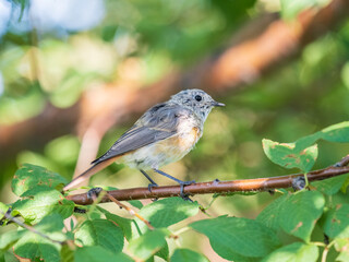 Obraz premium The common redstart, Phoenicurus phoenicurus, young bird, is photographed in close-up sitting on a branch against a blurred background.