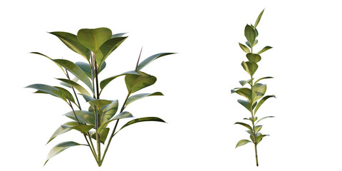 isolated ficus plant, best use for landscape designer, best use for post pro render.