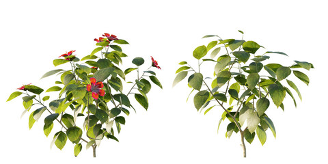 isolated hibiscus plant, best use for landscape designer, best use for post pro render. © AK082