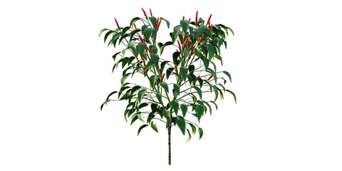 isolated red chilli plant, best use for landscape designer, best use for post pro render.