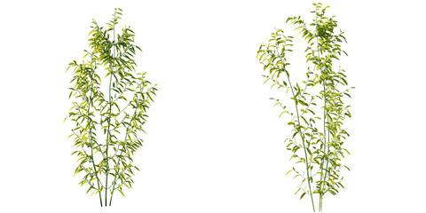 isolated bamboo tree in 2 variation,  best use for landscape design, best use for architecture visualization render.