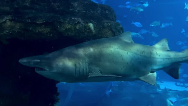 Tracking shot of wild bull shark floating underwater in blue ocean, close up slow motion