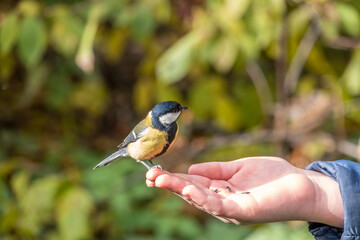 Obraz premium A tit sits on a man's hand and eats seeds.